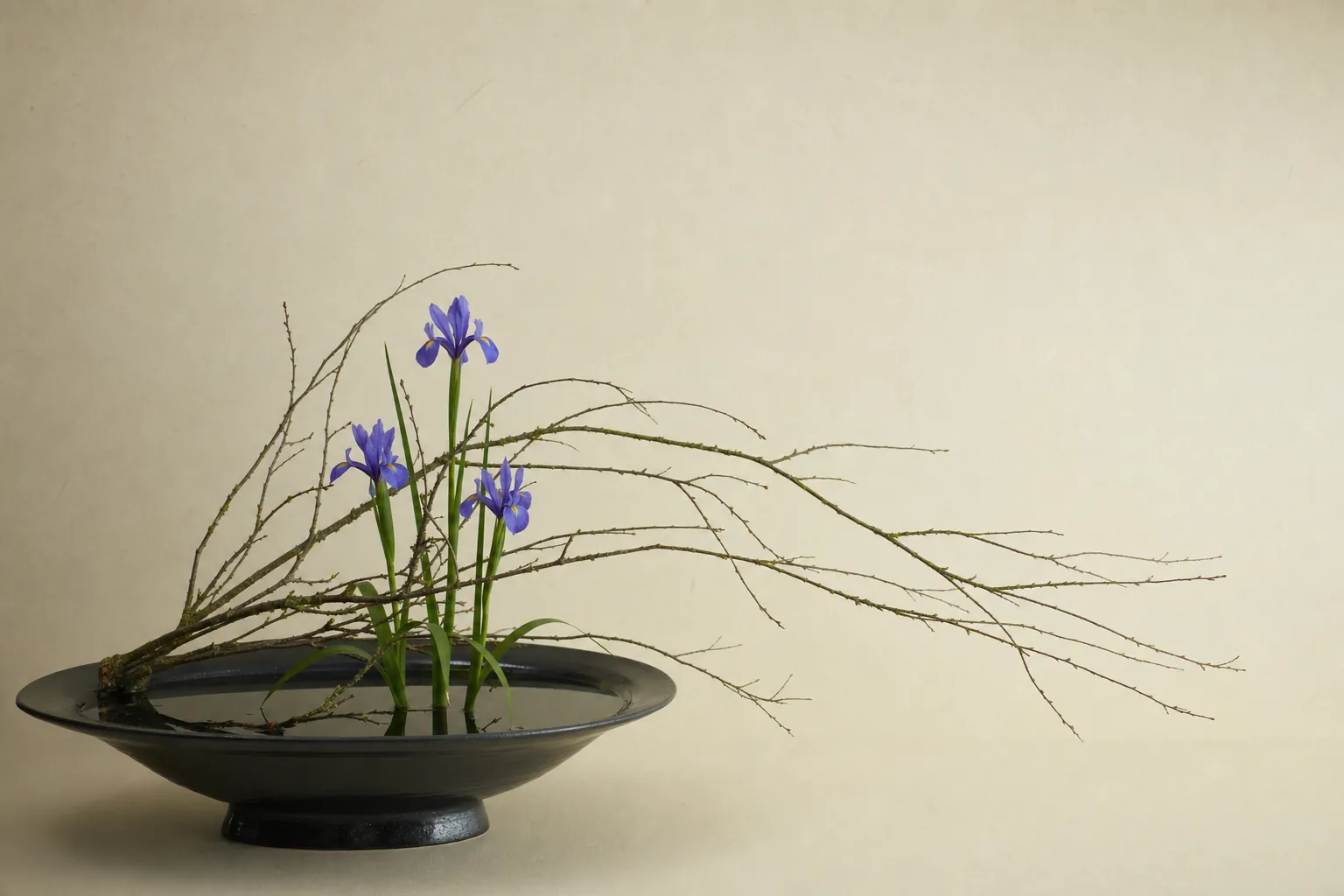 低く水平に流れる柳の枝と、三輪の花菖蒲。浅い黒の水盤に活けた横長の構成